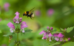 Bombus